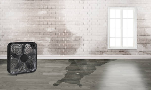 Best Mold removal after water damage  in Nottingham, PA
